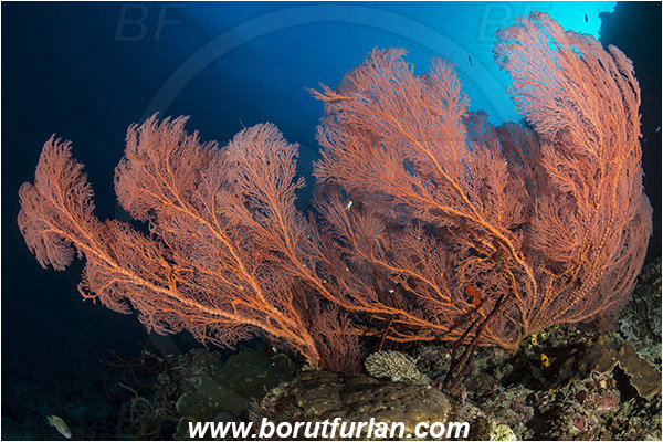 Pantar, Alor, Indonesia, Melithaea sp., Melithaea, Melithaeidae, Sea fan, Coral, Cnidaria, Cnidarian, Reef