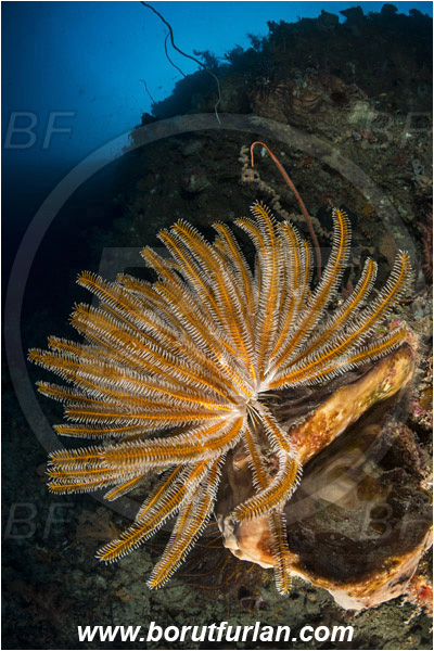 Pantar, Alor, Indonesia, Comantheria sp., Comantheria, Comatulidae, Feather star, Crinoidea, Echinoderm, Echinodermata, Reef, Wall