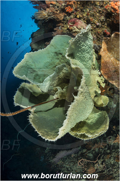 Pura, Alor, Indonesia, Callyspongia sp., Callyspongia, Callyspongiidae, Porifera, Vase Sponge, Sponge, Reef, Wall