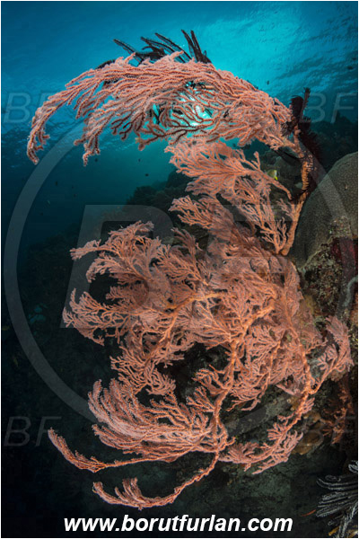 Pantar, Alor, Indonesia, Melithaea sp., Melithaea, Melithaeidae, Sea fan, Coral, Cnidaria, Cnidarian, Reef