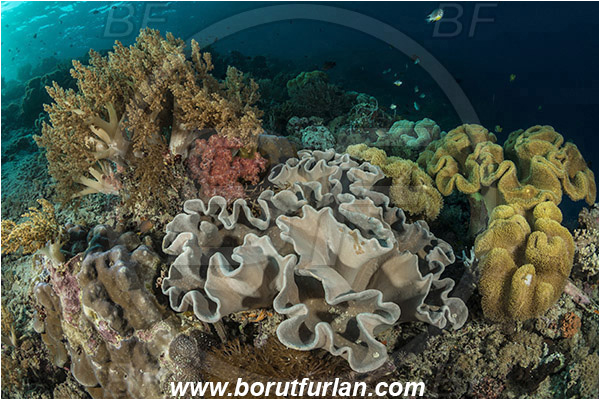 Pura, Alor, Indonesia, Sarcophyton sp., Sarcophyton, Alcyoniidae, Anthozoa, Cnidaria, Cnidarian, Mushroom Leather Coral, Leather Coral, Coral, Litophyton sp., Litophyton, Nephtheidae, Broccoli coral, Soft coral, Reef