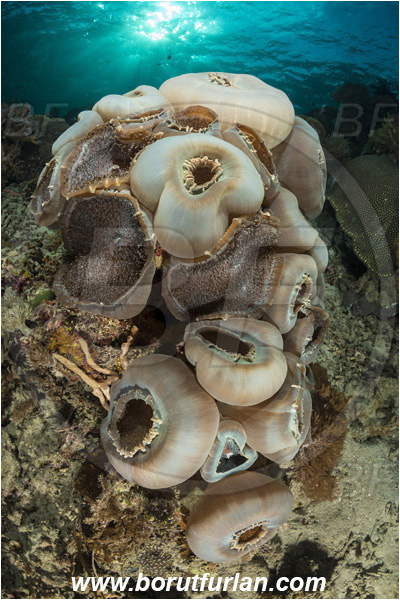 Pantar, Alor, Indonesia, Amplexidiscus fenestrafer, Amplexidiscus, Discosomidae, Elephant Ear Anemone, Giant Cup Mushroom, Anemone, Anthozoa, Cnidaria, Cnidarian, Reef