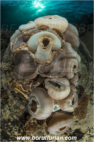 Pantar, Alor, Indonesia, Amplexidiscus fenestrafer, Amplexidiscus, Discosomidae, Elephant Ear Anemone, Giant Cup Mushroom, Anemone, Anthozoa, Cnidaria, Cnidarian, Reef