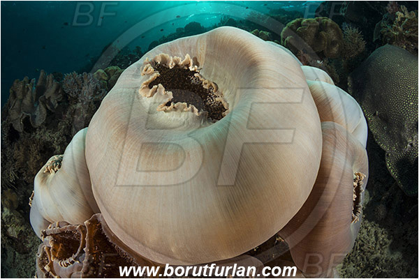 Pantar, Alor, Indonesia, Amplexidiscus fenestrafer, Amplexidiscus, Discosomidae, Elephant Ear Anemone, Giant Cup Mushroom, Anemone, Anthozoa, Cnidaria, Cnidarian, Reef