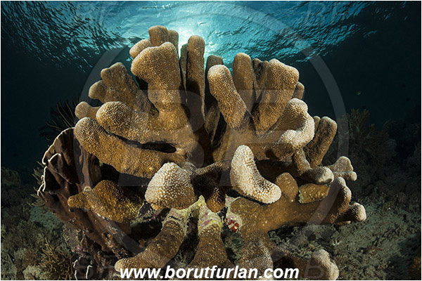 Pantar, Alor, Indonesia, Isopora palifera, Isopora, Acroporidae, Hard Coral, Coral, Anthozoa, Cnidaria, Cnidarian, Reef