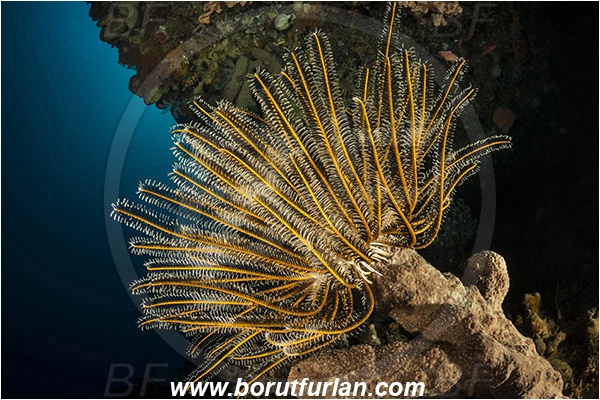 Pura, Alor, Indonesia, Comantheria briareus, Comantheria, Comatulidae, Feather star, Crinoidea, Echinoderm, Echinodermata, Reef, Wall
