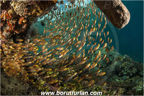 Pura, Alor, Indonesia, Parapriacanthus ransonneti, Parapriacanthus, Pempheridae, Glassfish, Glassy sweeper, Sweeper, Fish, Fish school, Reef