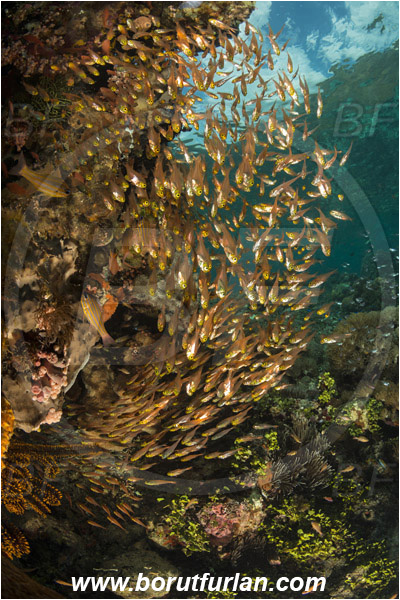 Pura, Alor, Indonesia, Parapriacanthus ransonneti, Parapriacanthus, Pempheridae, Glassfish, Glassy sweeper, Sweeper, Fish, Fish school, Reef