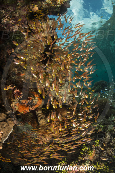 Pura, Alor, Indonesia, Parapriacanthus ransonneti, Parapriacanthus, Pempheridae, Glassfish, Glassy sweeper, Sweeper, Fish, Fish school, Reef