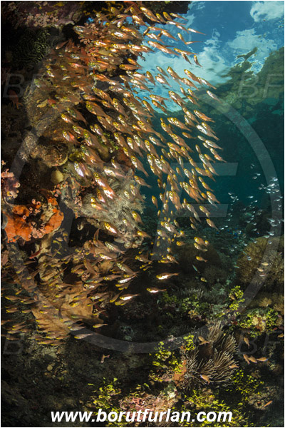 Pura, Alor, Indonesia, Parapriacanthus ransonneti, Parapriacanthus, Pempheridae, Glassfish, Glassy sweeper, Sweeper, Fish, Fish school, Reef