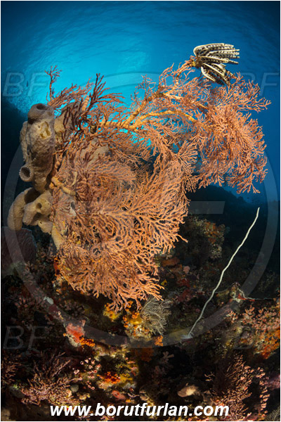 Alor, Indonesia, Melithaea sp., Melithaea, Melithaeidae, Gorgonia, Sea fan, Coral, Cnidaria, Cnidarian, Reef
