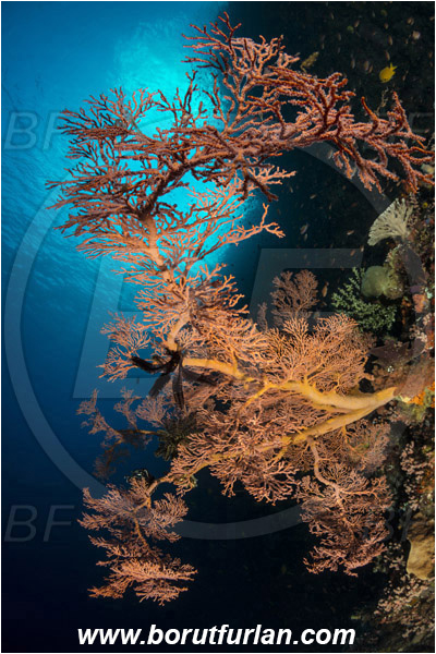 Alor, Indonesia, Melithaea sp., Melithaea, Melithaeidae, Gorgonia, Sea fan, Coral, Cnidaria, Cnidarian, Reef