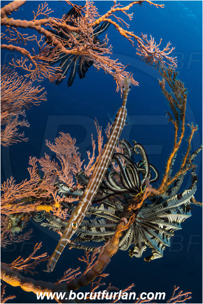 Alor, Indonesia, Melithaea sp., Melithaea, Melithaeidae, Gorgonia, Sea fan, Coral, Cnidaria, Cnidarian, Aulostomus chinensis, Aulostomus, Aulostomidae, Chinese trumpetfish, Trumpetfish, Fish