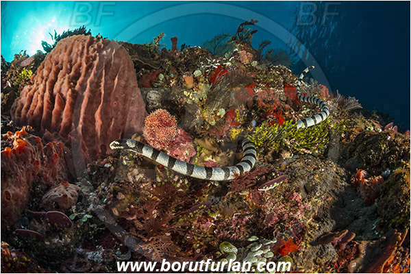Alor, Indonesia, Xestospongia testudinaria, Xestospongia, Petrosiidae, Red Barrel Sponge, Sponge, Porifera, Laticauda colubrina, Laticauda, Elapidae, Reptilia, Reptilian, Banded Sea Snake, Banded sea krait, Snake, Reef