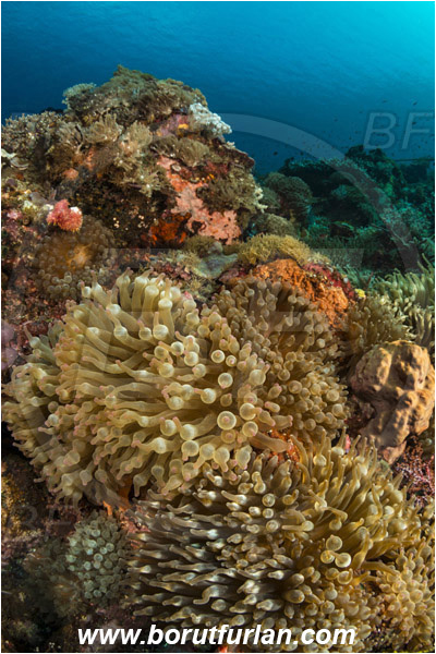 Pura, Alor, Indonesia, Entacmaea quadricolor, Entacmaea, Actiniidae, Bulb-tentacle Sea Anemone, Anemone, Anthozoa, Cnidaria, Cnidarian, Reef