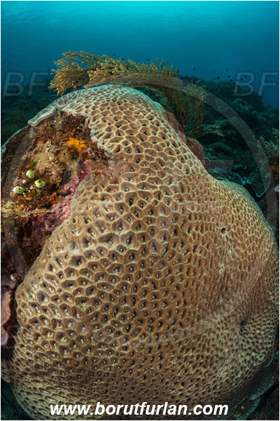 Pura, Alor, Indonesia, Favia sp., Favia, Faviidae, Coral, Anthozoa, Cnidaria, Cnidarian, Reef