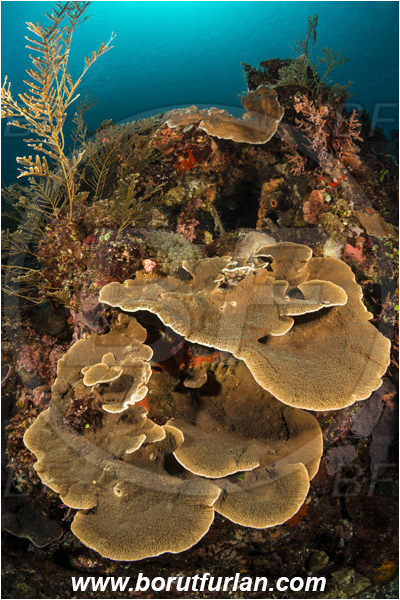 Pura, Alor, Indonesia, Montipora sp., Montipora, Acroporidae, Hard Coral, Coral, Anthozoa, Cnidaria, Cnidarian, Reef