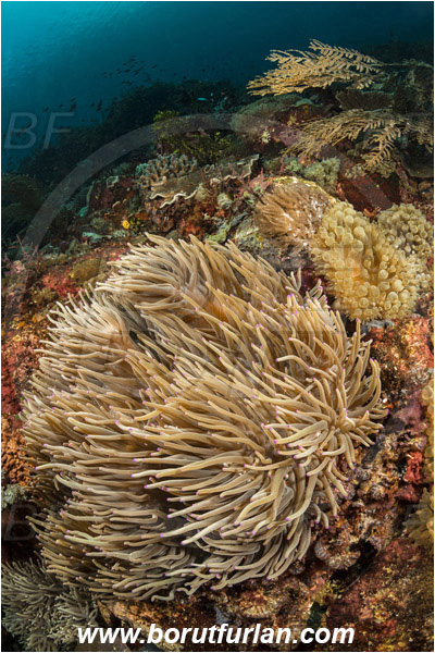 Pura, Alor, Indonesia, Heteractis magnifica, Heteractis, Stichodactylidae, Magnificent Sea Anemone, Anemone, Anthozoa, Cnidaria, Cnidarian, Reef