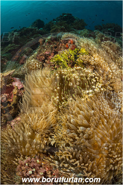 Pura, Alor, Indonesia, Entacmaea quadricolor, Entacmaea, Actiniidae, Bulb-tentacle Sea Anemone, Anemone, Anthozoa, Cnidaria, Cnidarian, Reef