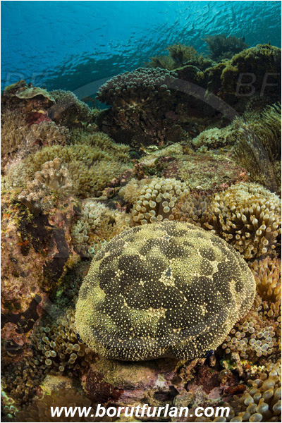 Pura, Alor, Indonesia, Culcita novaeguineae, Culcita, Oreasteridae, Asteroidea, Cushion Star, Echinodermata, Echinoderm, Entacmaea quadricolor, Entacmaea, Actiniidae, Bulb-tentacle Sea Anemone, Anemone, Anthozoa, Cnidaria, Cnidarian, Reef