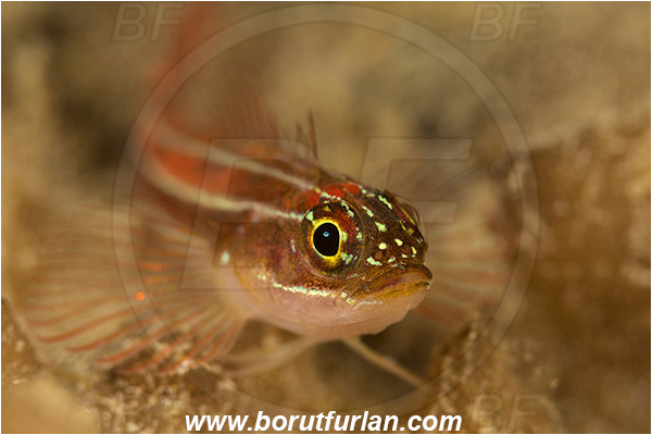 Pantar, Alor, Indonesia, Helcogramma striata, Helcogramma, Tripterygiidae, Striped Triplefin, Triplefin, Fish, Portrait