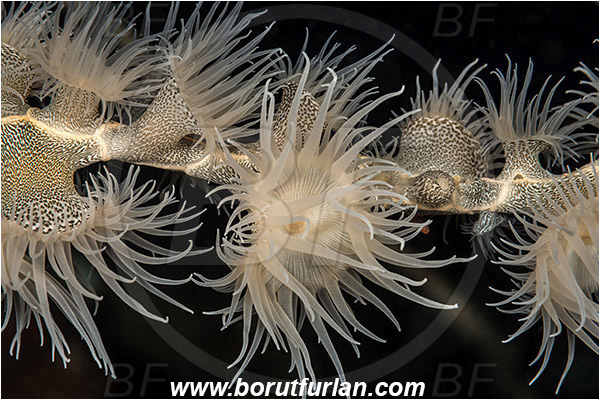 Pantar, Alor, Indonesia, Nemanthus annamensis, Nemanthus, Nemanthidae, Parasitic Anemone, Anemone, Anthozoa, Cnidaria, Cnidarian