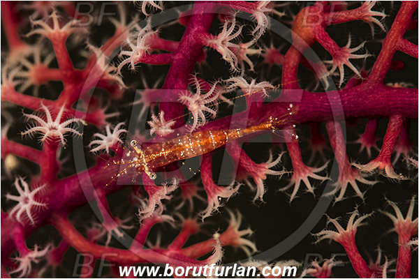 Pantar, Alor, Indonesia, Decapoda, Shrimp, Crustacea, Crustacean, Unidentified