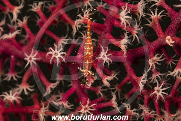 Pantar, Alor, Indonesia, Decapoda, Shrimp, Crustacea, Crustacean, Unidentified