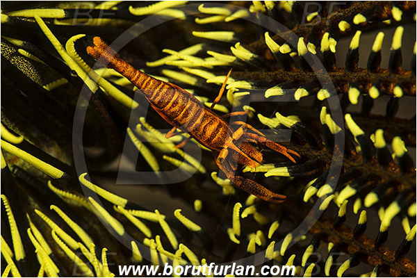 Pantar, Alor, Indonesia, Laomenes amboinensis, Laomenes, Palaemonidae, Ambon Crinoid Shrimp, Shrimp, Decapoda, Crustacea, Crustacean