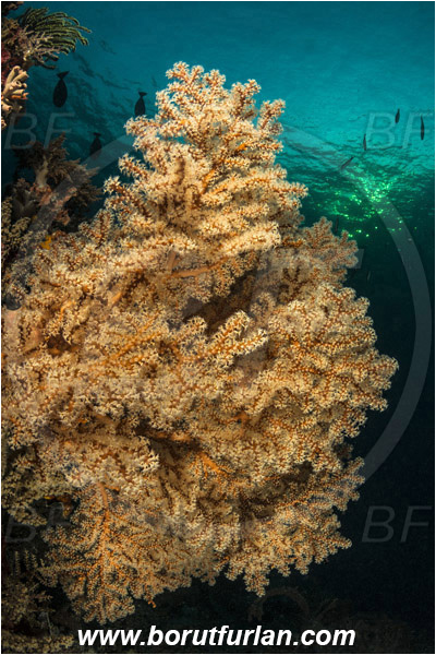 Pantar, Alor, Indonesia, Siphonogorgia sp., Siphonogorgia, Nidaliidae, Sea fan, Coral, Cnidaria, Cnidarian, Reef