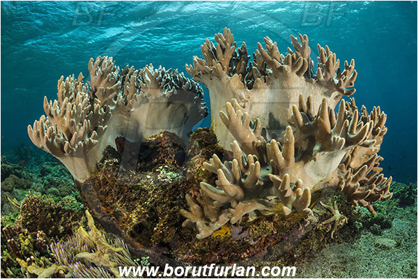 Pantar, Alor, Indonesia, Sinularia sp., Sinularia, Alcyoniidae, Digitate leather coral, Leather coral, Coral, Cnidaria, Cnidarian, Reef