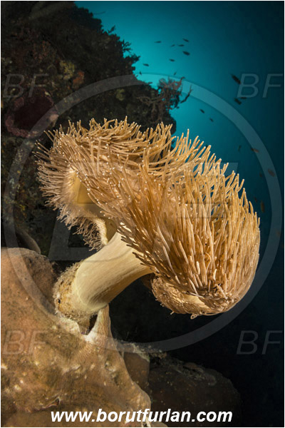 Pantar, Alor, Indonesia, Sarcophyton sp., Sarcophyton, Alcyoniidae, Anthozoa, Cnidaria, Cnidarian, Mushroom Leather Coral, Leather Coral, Coral, Reef