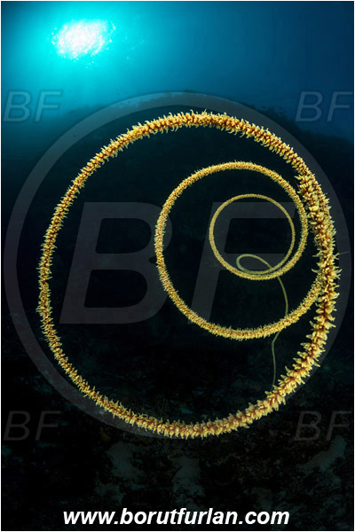 Ternate, Alor, Indonesia, Cirripathes spiralis, Cirripathes, Antipathidae, Spiral wire coral, Wire coral, Cnidarian, Cnidaria, Reef