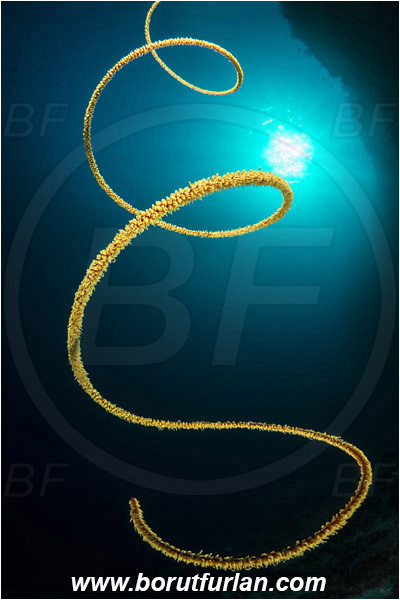 Ternate, Alor, Indonesia, Cirripathes spiralis, Cirripathes, Antipathidae, Spiral wire coral, Wire coral, Cnidarian, Cnidaria, Reef