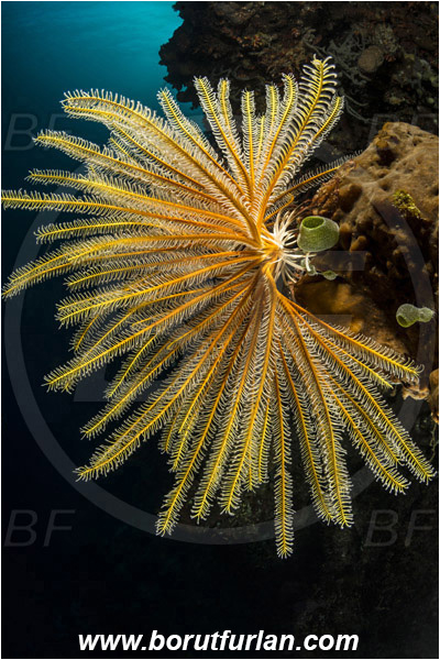 Ternate, Alor, Indonesia, Comantheria sp., Comantheria, Comatulidae, Feather star, Crinoidea, Echinoderm, Echinodermata, Reef, Wall