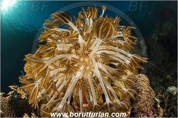 Ternate, Alor, Indonesia, Xenia sp., Xenia, Xeniidae, Pulse coral, Pulsing coral, Soft coral, Coral, Cnidaria, Cnidarian, Reef