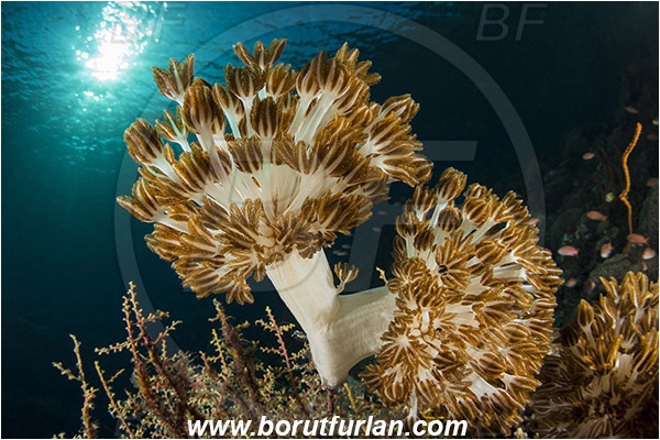Ternate, Alor, Indonesia, Xenia sp., Xenia, Xeniidae, Pulse coral, Pulsing coral, Soft coral, Coral, Cnidaria, Cnidarian, Reef