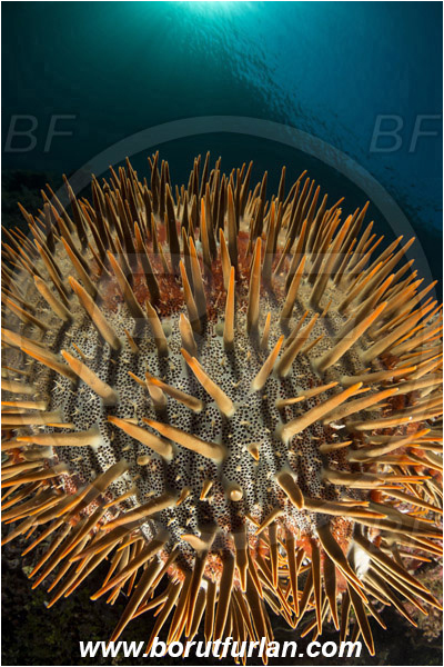 Ternate, Alor, Indonesia, Acanthaster planci, Acanthaster, Crown-of-Thorns Starfish, Acanthasteridae, Asteroidea, Echinodermata, Echinoderm