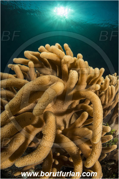 Ternate, Alor, Indonesia, Sinularia sp., Sinularia, Alcyoniidae, Digitate leather coral, Leather coral, Coral, Cnidaria, Cnidarian, Reef