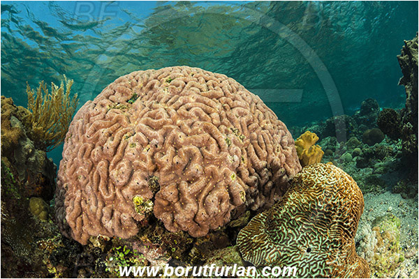 Pantar, Alor, Indonesia, Lobophyllia recta, Lobophyllia, Lobophylliidae, Brain coral, Coral, Hard coral, Cnidaria, Cnidarian, Reef