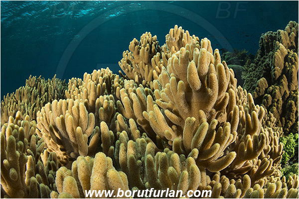 Pantar, Alor, Indonesia, Sinularia sp., Sinularia, Alcyoniidae, Digitate leather coral, Leather coral, Coral, Cnidaria, Cnidarian, Reef