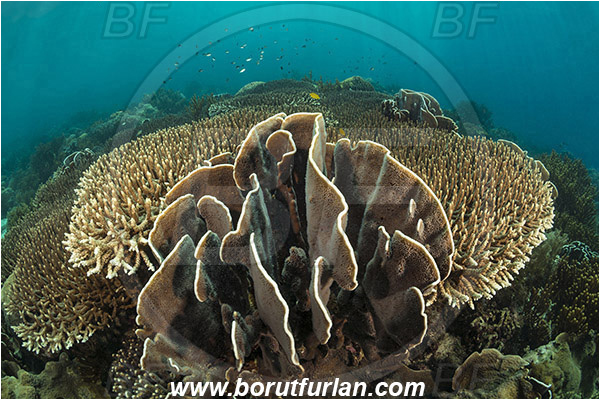 Pantar, Alor, Indonesia, Acropora valenciennesi, Acropora, Acroporidae, Echinopora sp., Echinopora, Merulinidae, Hard Coral, Coral, Anthozoa, Cnidaria, Cnidarian, Reef