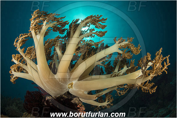 Pantar, Alor, Indonesia, Litophyton sp., Litophyton, Nephtheidae, Broccoli coral, Soft coral, Coral, Cnidaria, Cnidarian, Reef
