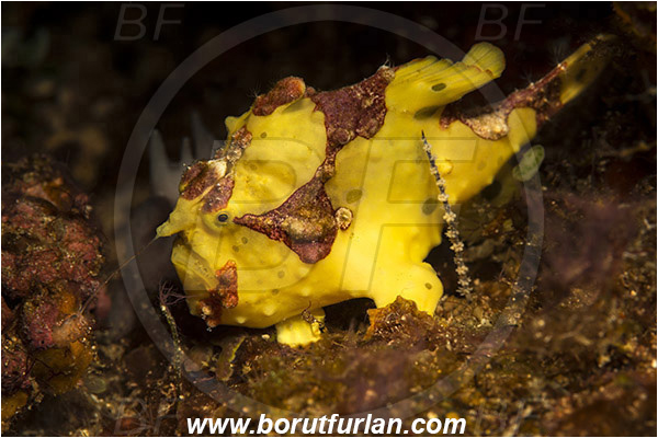 Pura, Alor, Indonesia, Antennarius maculatus, Antennarius, Antennariidae, Warty frogfish, Frogfish, Fish