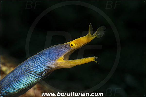 Pura, Alor, Indonesia, Rhinomuraena quaesita, Rhinomuraena, Muraenidae, Ribbon eel, Ribbon moray, Moray, Fish, Portrait