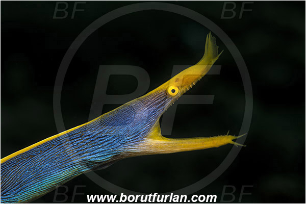 Pura, Alor, Indonesia, Rhinomuraena quaesita, Rhinomuraena, Muraenidae, Ribbon eel, Ribbon moray, Moray, Fish, Portrait