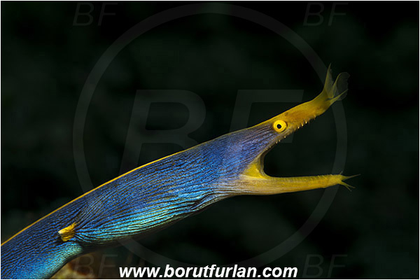 Pura, Alor, Indonesia, Rhinomuraena quaesita, Rhinomuraena, Muraenidae, Ribbon eel, Ribbon moray, Moray, Fish, Portrait