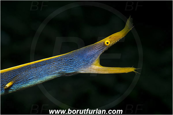 Pura, Alor, Indonesia, Rhinomuraena quaesita, Rhinomuraena, Muraenidae, Ribbon eel, Ribbon moray, Moray, Fish, Portrait