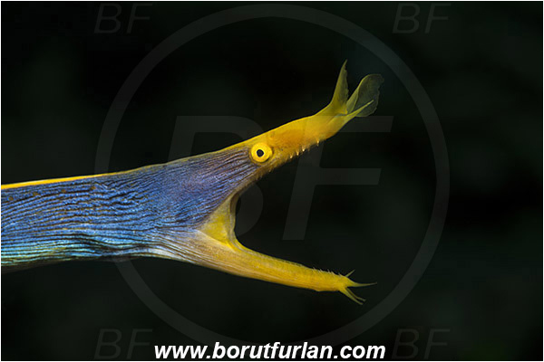 Pura, Alor, Indonesia, Rhinomuraena quaesita, Rhinomuraena, Muraenidae, Ribbon eel, Ribbon moray, Moray, Fish, Portrait