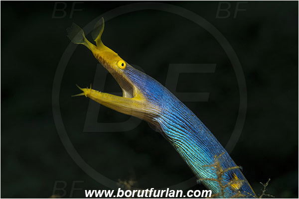 Pura, Alor, Indonesia, Rhinomuraena quaesita, Rhinomuraena, Muraenidae, Ribbon eel, Ribbon moray, Moray, Fish, Portrait